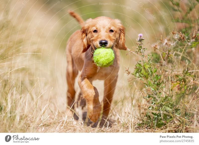 dog carrying a ball. Golden Retriever Puppy. Animal Dog Animal face Pelt Paw 1 Baby animal Catch Smiling Walking Running Carrying Happiness Yellow Green Orange