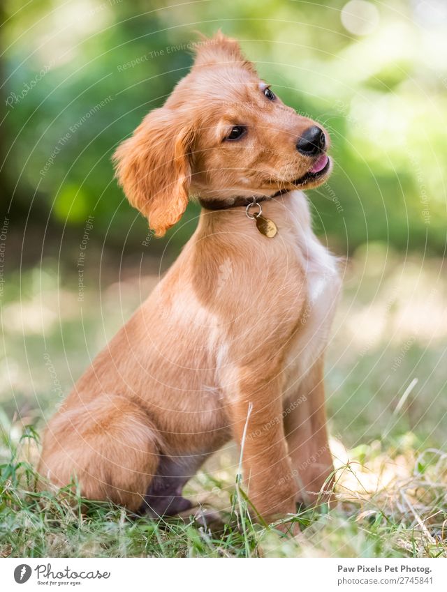 cute puppy dog sitting in rough grass Spring Summer Autumn Beautiful weather Grass Animal Pet Dog Animal face Pelt 1 Baby animal Think Looking Sit Dream Simple