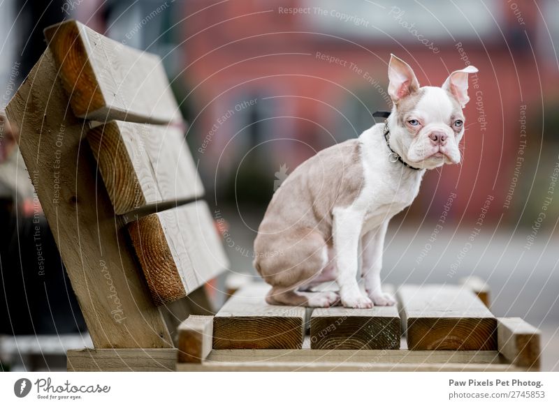 A dog on a wooden bench. Boston Terrier puppy. Animal Pet Dog Animal face Pelt 1 Baby animal Wood To feed Communicate Sit Beautiful Brown White boston terrier