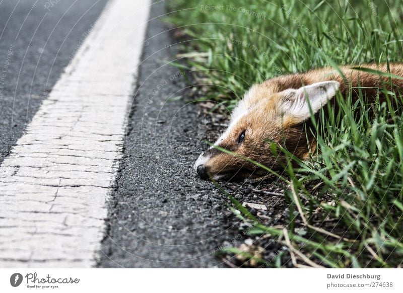 Hopefully it went fast... Traffic infrastructure Street Lanes & trails Animal Wild animal Dead animal Gray Green White Red fox Death Accident Pelt Ear Snout