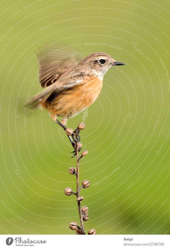 Beautiful wild bird perched on a branch Life Woman Adults Environment Nature Animal Bird Small Natural Wild Brown White wildlife common background passerine
