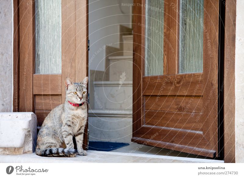 waking cat Stairs Door Animal Pet Cat 1 Stone Wood Observe Sit Cuddly Soft Guard Entrance Tiger skin pattern Colour photo Subdued colour Exterior shot Detail