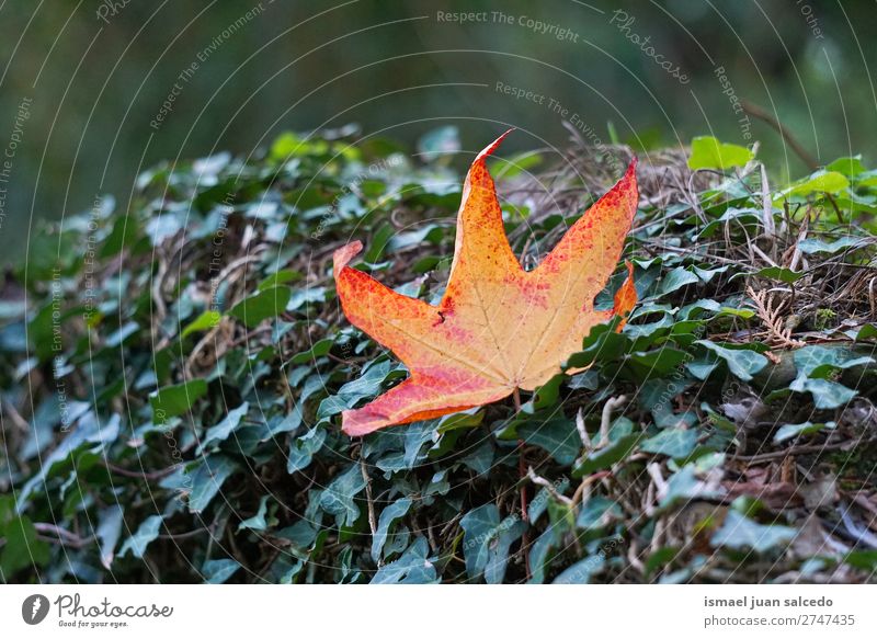 orange tree leaf Leaf Nature Abstract Consistency Exterior shot background Beauty Photography fragility Autumn fall Winter