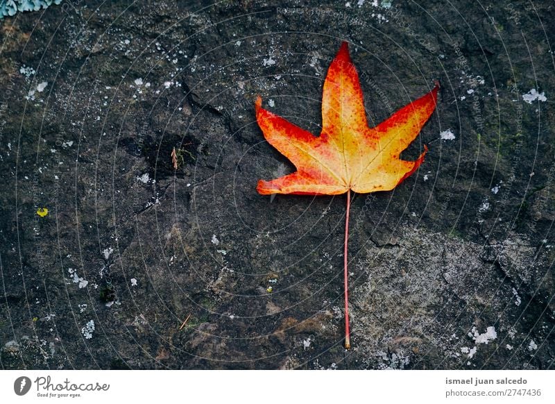 red tree leaf Leaf Red Nature Abstract Consistency Exterior shot background Beauty Photography fragility Autumn fall Winter