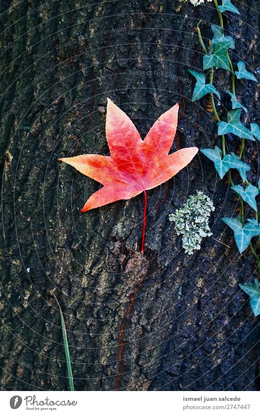 red tree leaf Leaf Red Nature Abstract Consistency Exterior shot background Beauty Photography fragility Autumn fall Winter
