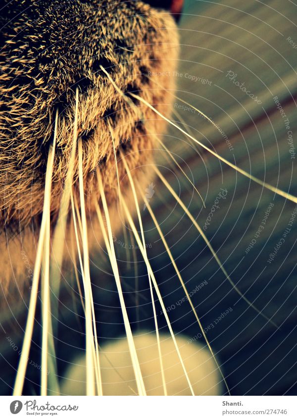 whiny hair Pet Cat Pelt 1 Animal Wood Line Soft Blue Yellow Warm-heartedness Peaceful Colour photo Exterior shot Detail Macro (Extreme close-up)