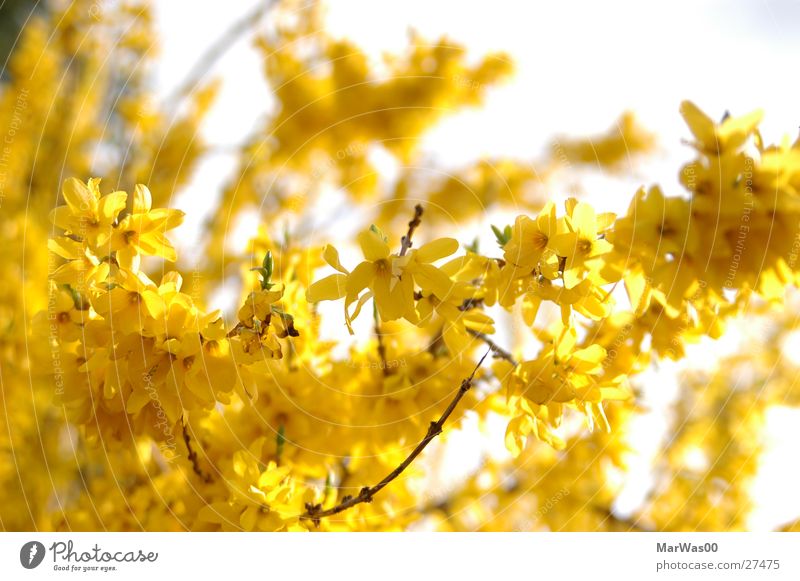 Yellow Sunshine Spring Beautiful weather Bushes Blossom Blossoming Friendliness Bright Positive Warmth Joie de vivre (Vitality) Spring fever Broom