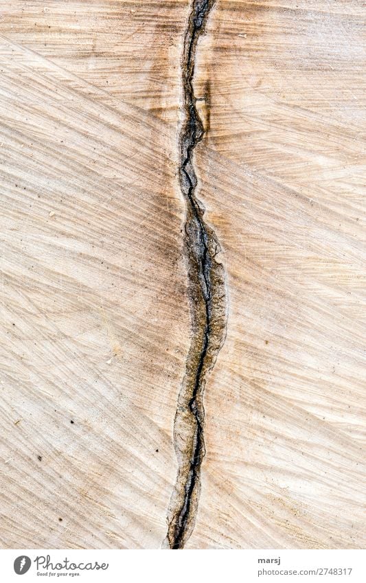 half-half. Rift through humanity. Crack & Rip & Tear saw cut Tree bark Division Wood Brown Wood grain Annual ring Inclusion rough sawed Colour photo