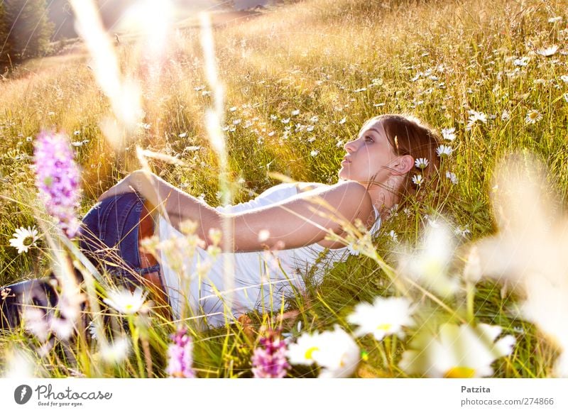 Alice Girl Youth (Young adults) Flower meadow Lie Meadow flower Sunset Sunbeam Grass Dreamily Evening Dusk Spring Summer Woman Back-light Relaxation Nature Calm