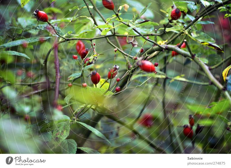 In the thicket Environment Nature Animal Plant Bushes Rose Leaf Foliage plant Wild plant Dog rose Rose hip Thorn Branch Bud Fruit Green Red Growth Faded