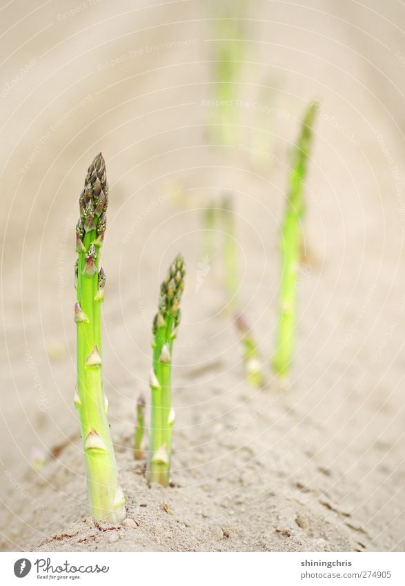 after the asparagus season Food Vegetable Asparagus field Asparagus season Gardening Nature Earth Plant Field To enjoy 2 Agriculture Sowing Green Summer