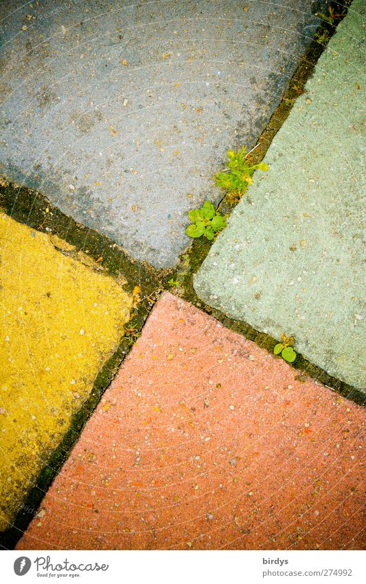 multicolor concrete slabs as floor , sidewalk slabs colorful Paving tiles Concrete slabs walkway slabs variegated Foliage plant Lanes & trails Growth Authentic