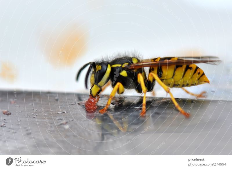 Wasp eating jelly Nutrition Animal Wild animal Bee Wasps 1 Yellow Black insect jaws knife legs red wasp wildlife wings Colour photo Exterior shot Close-up