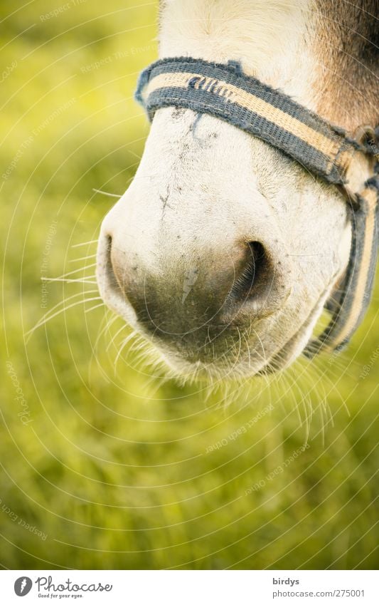donkey friend Meadow Horse Donkey Nostrils 1 Animal Esthetic Authentic Beautiful Natural Soft Gray Green Contentment Serene Halter Bright background Old