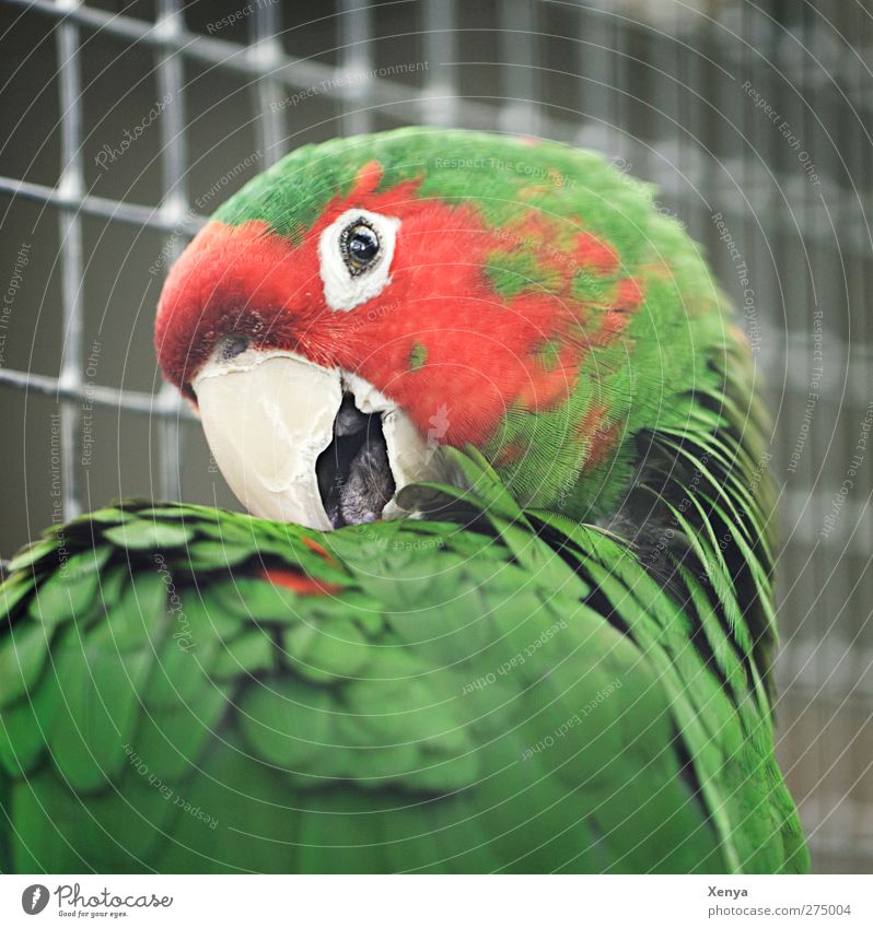 parrot Animal Bird Animal face Zoo Parrots 1 Exotic Brash Curiosity Green Red Colour photo Exterior shot Close-up Deserted Day Light Shallow depth of field