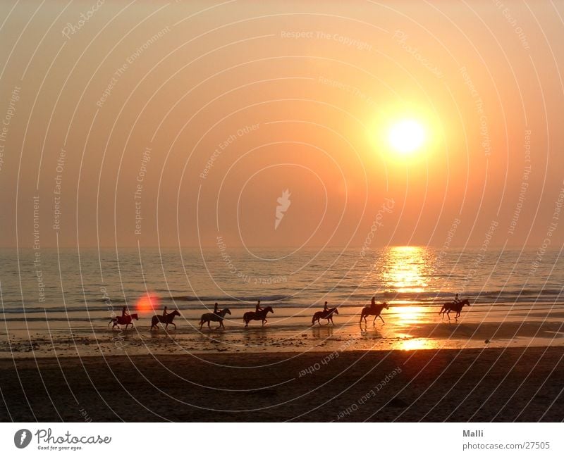 the kings horses Atlantic Ocean Sunset Horse Beach Rider