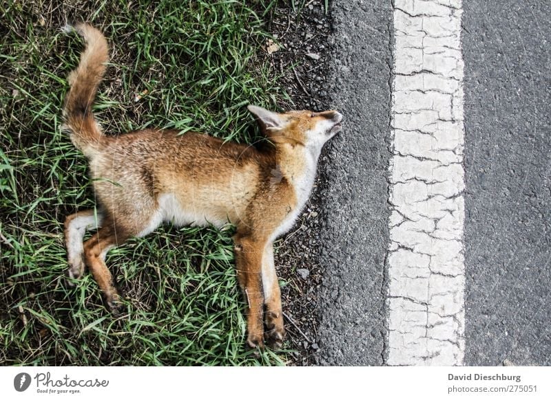 His last morning Traffic infrastructure Traffic accident Street Wild animal Dead animal Pelt Paw 1 Animal Brown Yellow Gray Death Red fox Accident Tails Line