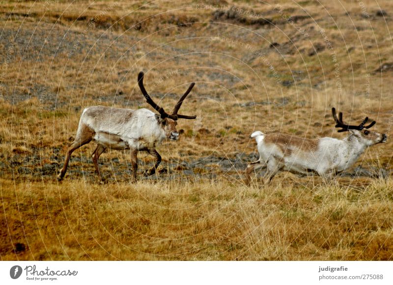 Iceland Environment Nature Animal Hill Wild animal Reindeer 2 Pair of animals Walking Natural Colour photo Subdued colour Exterior shot Deserted Day
