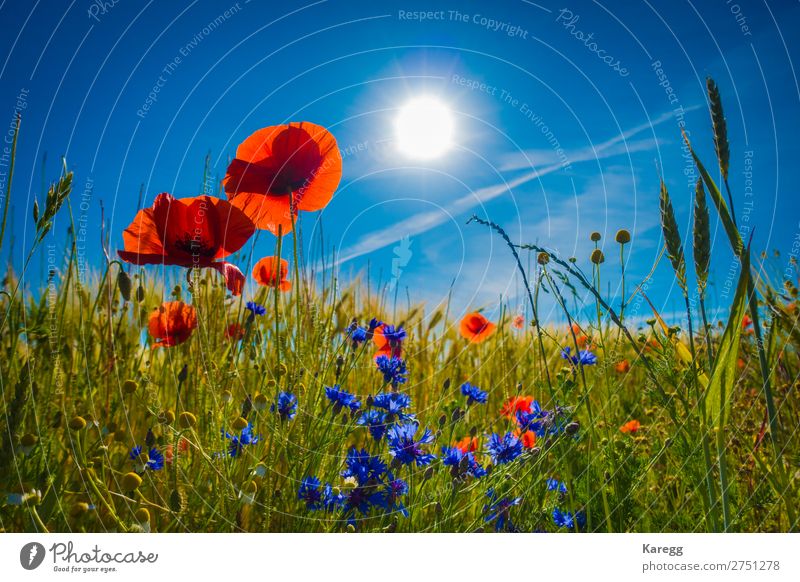 red poppies in a cornfield in the sunshine Environment Nature Landscape Plant Sky Cloudless sky Sun Sunlight Summer Beautiful weather Grass Blossom