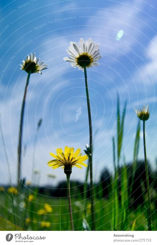 meadow Environment Nature Landscape Plant Sky Clouds Weather Beautiful weather Flower Grass Leaf Blossom Meadow Blossoming Stand Growth Blue Yellow Green Daisy