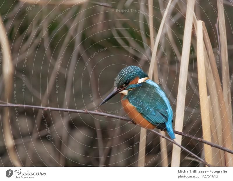 Kingfisher in reed Nature Animal Sunlight Beautiful weather Common Reed River bank Wild animal Bird Animal face Wing Claw Beak Feather Eyes 1 Observe Glittering