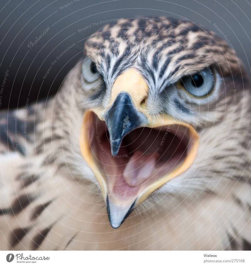 Look me in the eye..... Animal Bird Animal face 1 Observe Scream Threat Dangerous Power Bird of prey Falcon Face to face Looking Aggression Colour photo