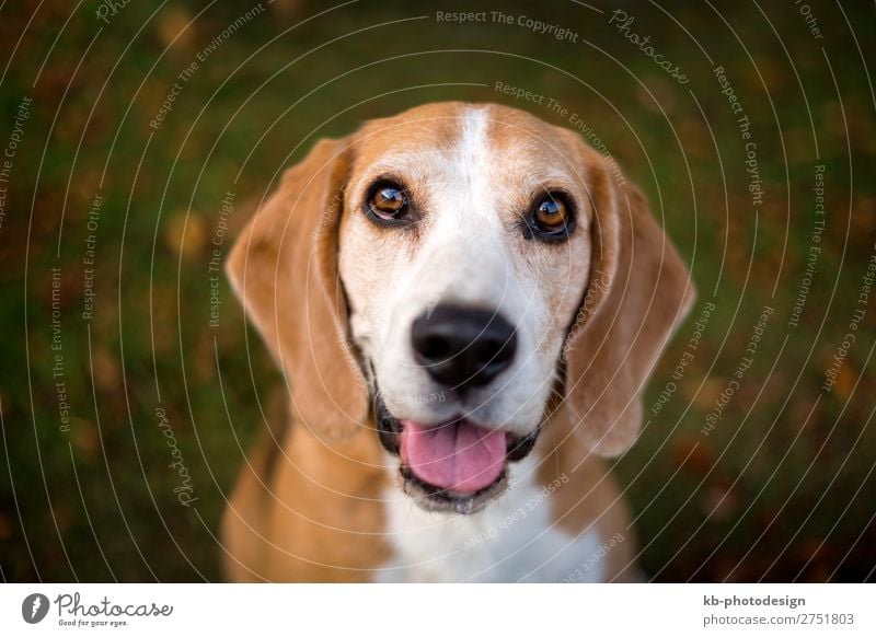 Portrait of a Beagle dog Animal Pet Dog 1 Looking race dog breed purebred portrait friendship mammal domestic animal young Clever head snout Floppy ears sweet