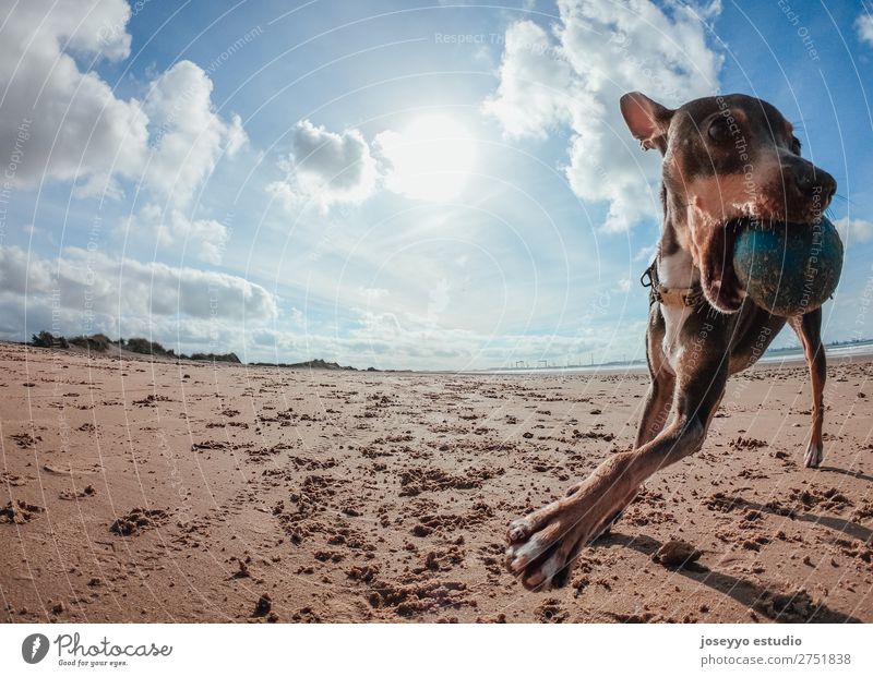 Mini pincher dog playing with the ball on the beach Happy Beautiful Summer Beach Friendship Nature Animal Sand Coast Pet Dog Jump Thin Funny Gray action alert