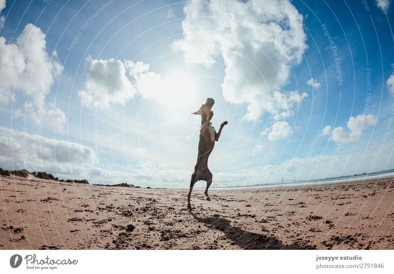 Mini pincher dog playing with the ball on the beach Happy Beautiful Summer Beach Ocean Friendship Nature Animal Sand Coast Pet Jump Thin Funny Gray action alert