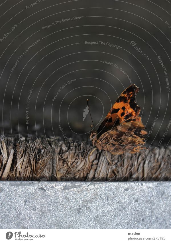 environment Animal Butterfly 1 Metal Brown Gray Comma rest Feeler Wing Edge Subdued colour Exterior shot Deserted Copy Space top Copy Space bottom Day