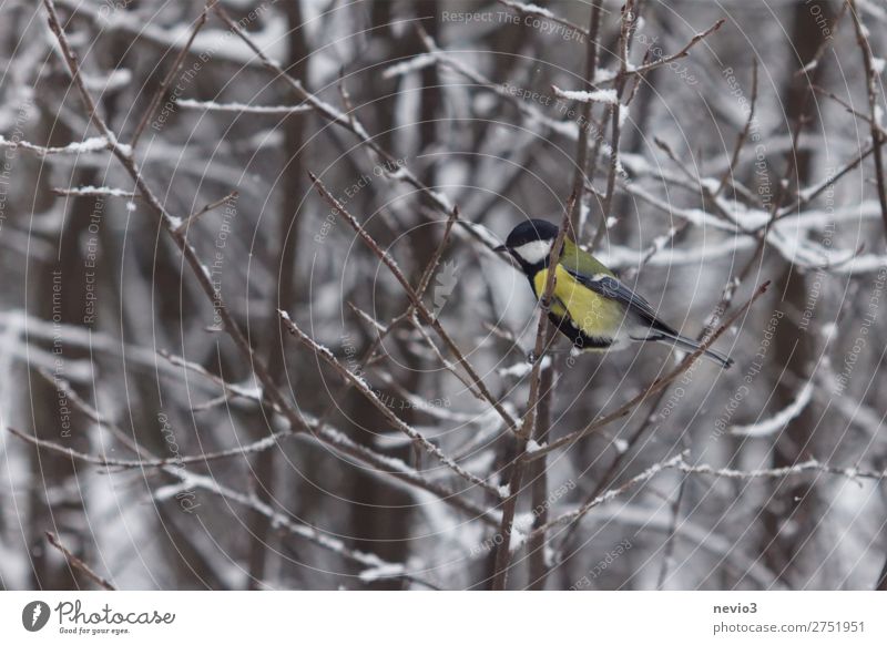 Great tit in the hedge Nature Animal Wild animal Bird 1 Small Curiosity Cute Yellow Tit mouse Multicoloured Free Contrast Winter Winter forest Hedge Branch Snow