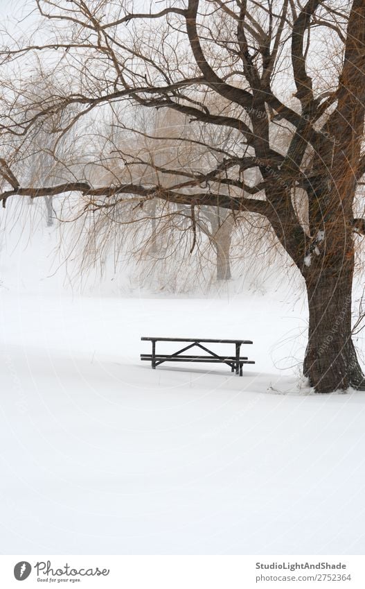 Picnic table in snow under a tree Beautiful Calm Winter Snow Table Nature Landscape Weather Fog Snowfall Tree Freeze Gloomy White Serene Loneliness Peace picnic