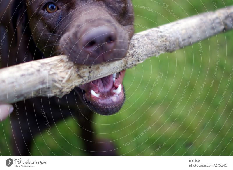 Abby Nature Summer Animal Pet Dog Animal face 1 Wood Labrador Stick Set of teeth Brown Colour photo Exterior shot Copy Space right Copy Space bottom Day Blur