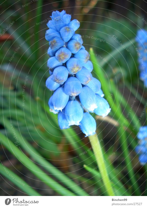 Blue miracle Flower Spring Green Garden Bed (Horticulture) Plant Muscari Lawn Nature