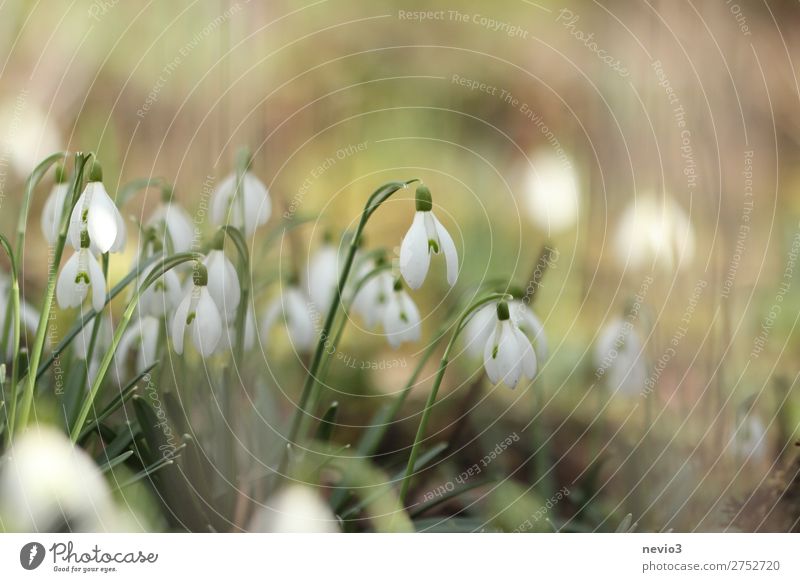 Snowdrops in the garden Nature Foliage plant Wild plant Blossoming Beautiful New Green White Moody Joie de vivre (Vitality) Spring fever Anticipation Flower