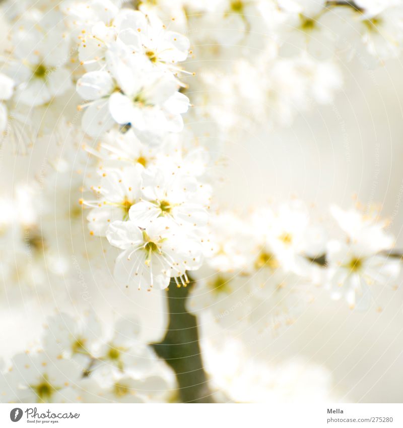 White with branch (but without bouquet) Environment Nature Plant Spring Summer Bushes Blossom Branch Blossoming Growth Fragrance Bright Beautiful Near Natural