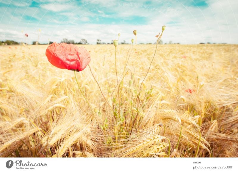 poppy seed Summer Agriculture Forestry Environment Nature Landscape Plant Sky Clouds Beautiful weather Wind Blossom Field Growth Yellow Red Moody Poppy Harvest