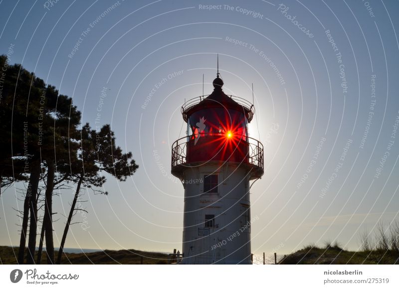 Hiddensee Shine On Old Boy Lighthouse Manmade structures Building Architecture Illuminate Elegant Safety Tree Colour photo Exterior shot Copy Space right
