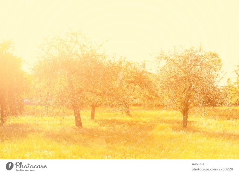 Old apple trees in the light of the morning sun Summer Summer vacation Sun Nature Landscape Tree Grass Garden Park Meadow Beautiful Yellow Gold Emotions