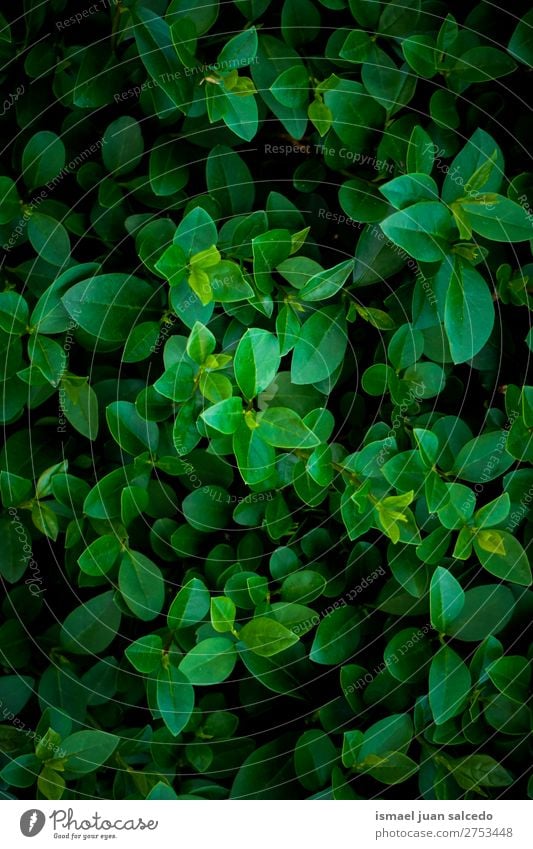 green leaves texture Plant Leaf Green Garden Floral Nature Decoration Abstract Consistency Fresh Exterior shot background Beauty Photography fragility spring