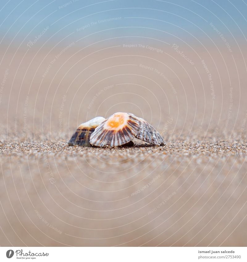 shell on the sand Shell Beach Sand Rock Ocean Waves water Coast Exterior shot Vacation & Travel Destination Places Nature Landscape background Calm Serene