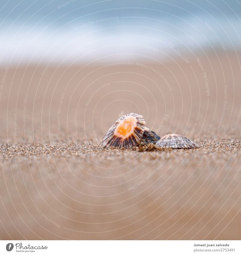shell in the sand Shell Beach Sand Rock Ocean Waves water Coast Exterior shot Vacation & Travel Destination Places Nature Landscape background Calm Serene