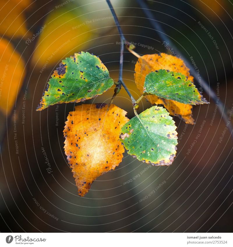 green yellow leaves Leaf Green Nature Abstract Consistency Exterior shot background Beauty Photography fragility Autumn fall Winter