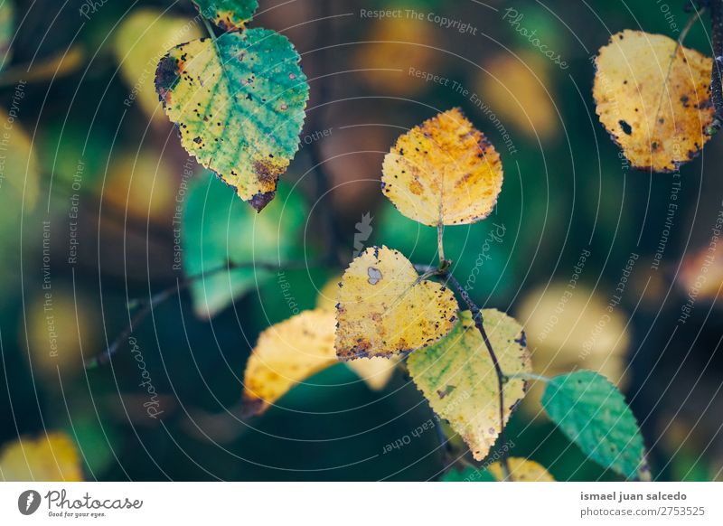 green yellow leaves Leaf Green Nature Abstract Consistency Exterior shot background Beauty Photography fragility Autumn fall Winter Yellow