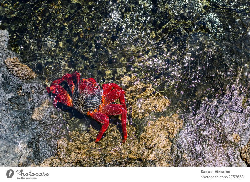 Red crab on the rock, with the sea around. Water Sunlight Summer Beach Animal Wild animal 1 Serene Life Colour photo Exterior shot Aerial photograph Day