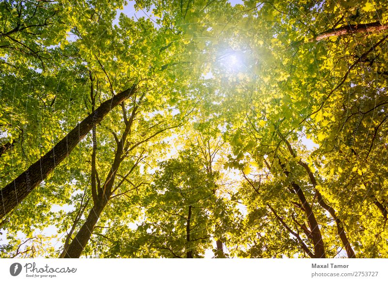Forest and Sky with Sun Nature Plant Tree Leaf Park Fresh Bright Yellow Green background bark branch branches light Looking up oak Oak tree Ray spring sunny