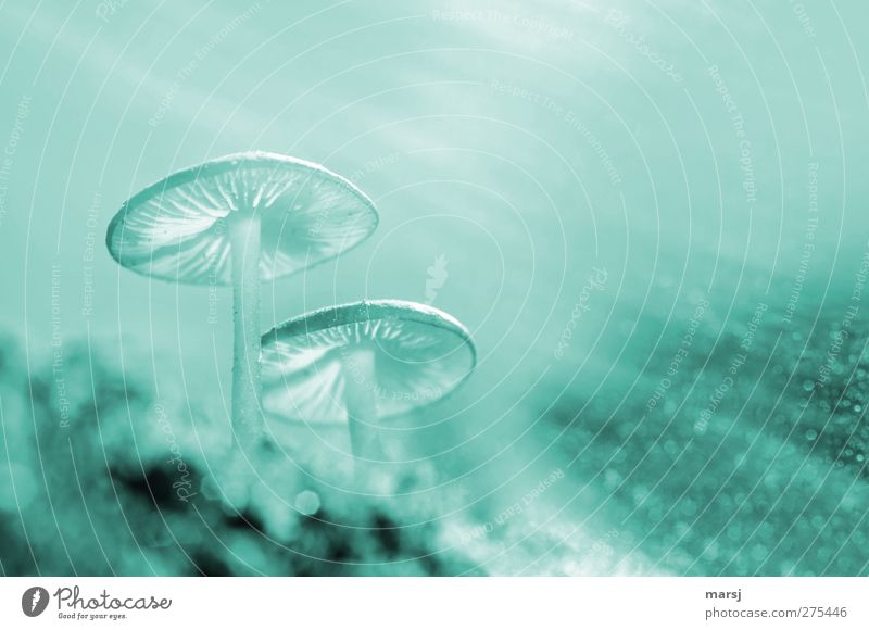 Jellyfish or ufos? Nature Sky Cloudless sky Spring Summer Plant Wild plant Mushroom cap Stand Dream Growth Exceptional Simple Elegant Creepy Small Natural