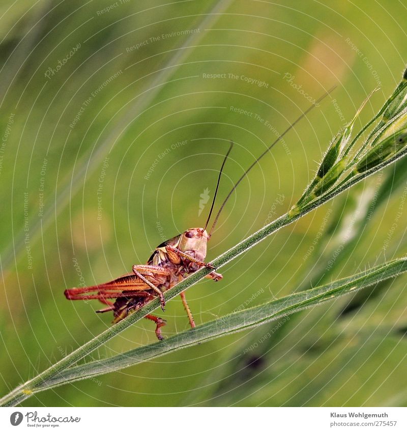Grasshopper on a blade of grass, he sings his song in summer. Plant Meadow Animal Locust 1 Gold Green Red Insect Feeler Ankle bone Summer Colour photo