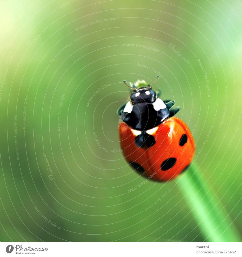 lucky charm Plant Animal Beetle 1 Green Red Black Happy Good luck charm Ladybird Point Small Shallow depth of field Colour photo Exterior shot Close-up