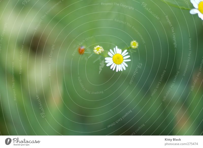 chamomile Nature Summer Flower Wild plant Garden Beetle 1 Animal Perspective Chamomile Blur Colour photo Exterior shot Close-up Deserted Day